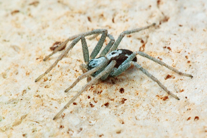 Pulchellodromus pulchellus